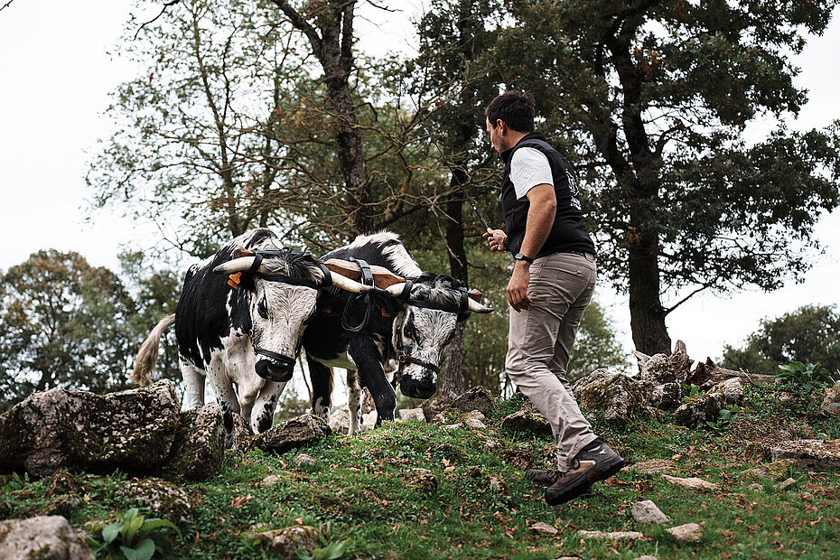 Laurent Martin en pleine action avec ses bovins