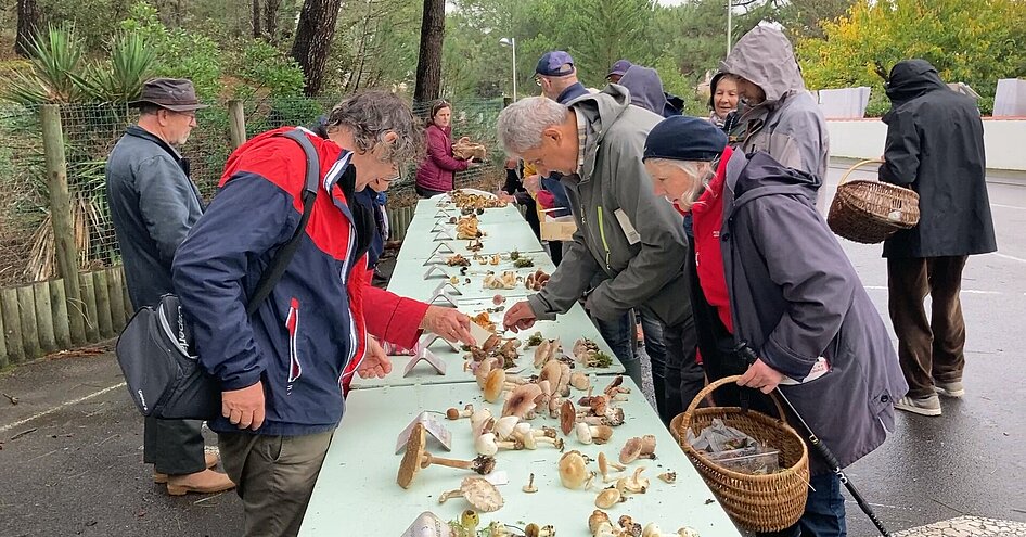 Un groupe identifie les espèces de champignons ramassés en forêt