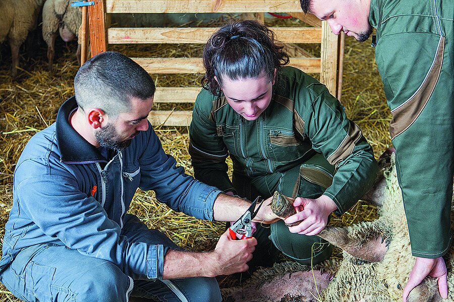 Les formations agricoles séduisent et se féminisent en Vendée.