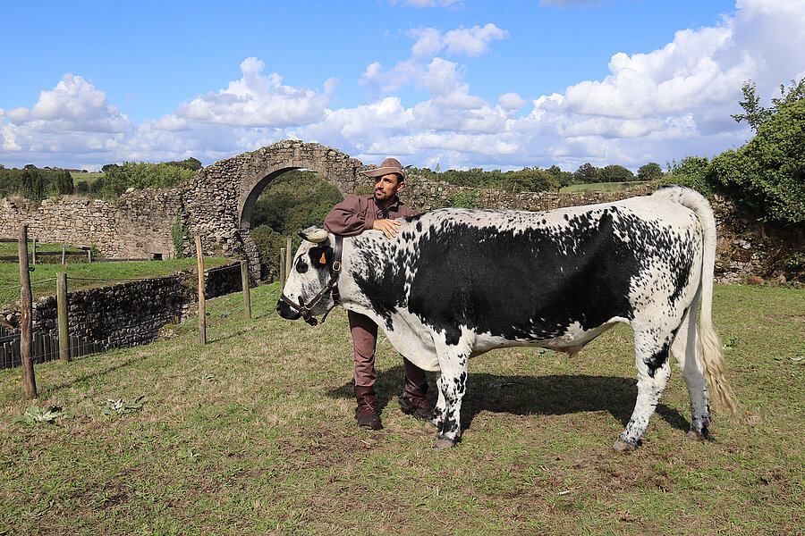 Laurent Martin avec l'un de ses bovins aux Médiévales de Tiffauges