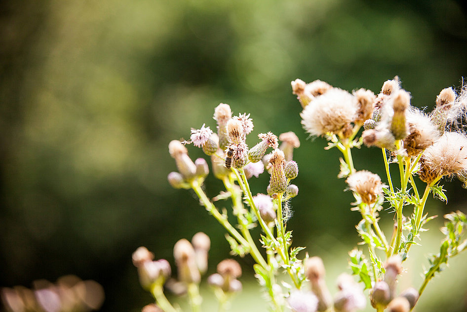 Des pollinisateurs en pleine action à la Folie de Finfarine