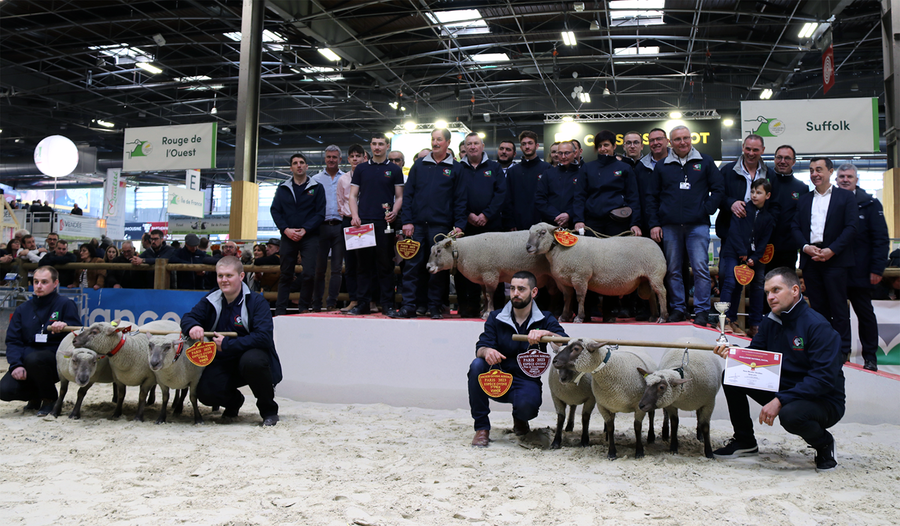 Photo du concours Mouton vendéens qui récompensent les meilleurs élevages ovins
