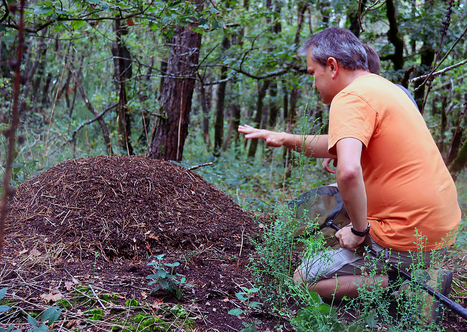 Homme devant une fourmilière, analysant le terrain
