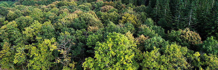 Forêt d'Aizenay vue aérienne, par L'Ours en Plus©