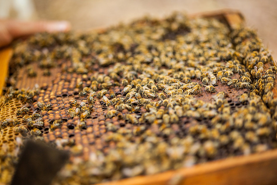 Des abeilles en pleine action