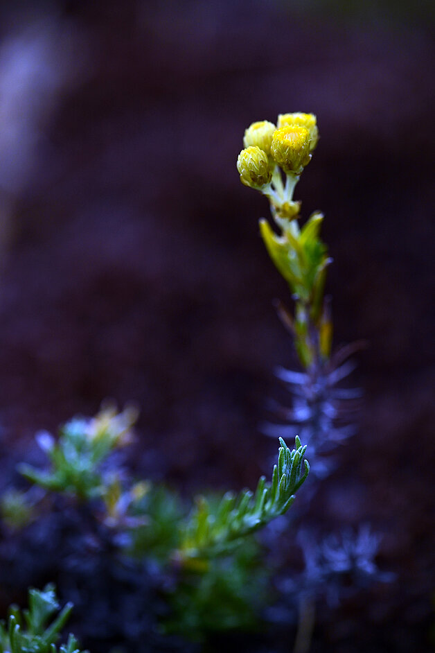 Immortelle des dunes